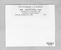 Sphaerulina musiva image